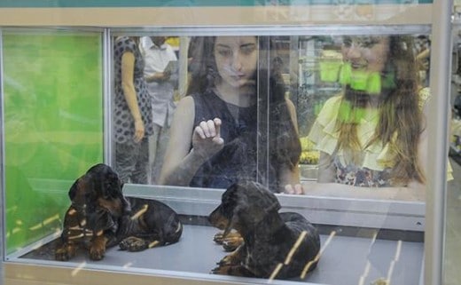 Девушки у витрины зоомагазина Фото: РИА Новости 