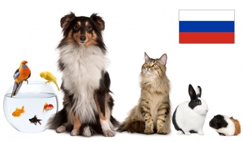 Продажи товаров для домашних животных в России