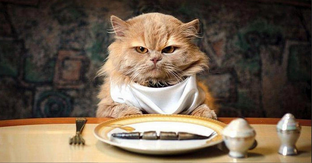 Если кошка это ест - зачем платить больше?