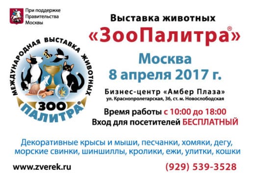 8 апреля 2017 года в Москве в помещении бизнес-центра «Амбер-Плаза» состоялась очередная выставка мелких домашних животных «ЗооПалитра»