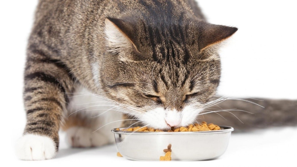 Роскачество представило первое исследование кормов для домашних животных