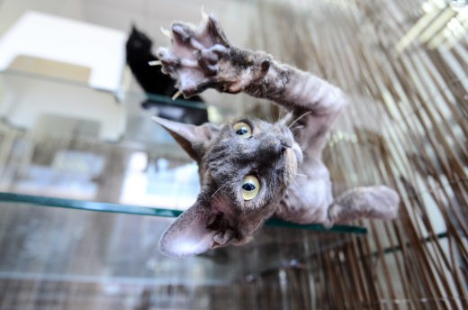Сфинкс — одна из самых популярных пород кошек у москвичей. Фото: Наталья Феоктистова, "Вечерняя Москва"