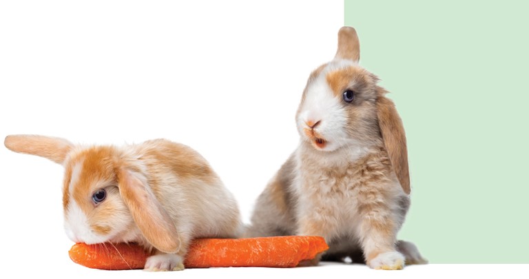 Все о кормлении кроликов: как выбрать и использовать комбикорма для грызунов